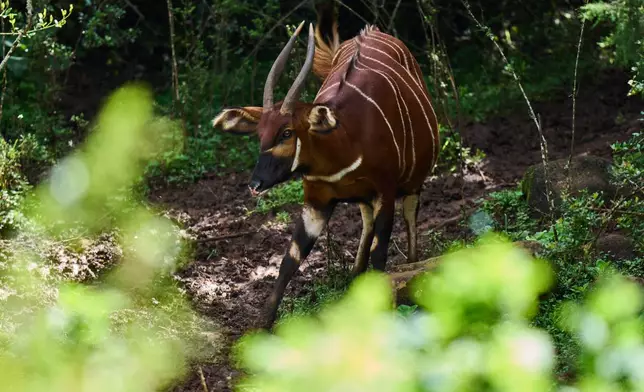 A lone critically endangered mountain bongo moves through the forested landscape of Mount Kenya, Africa's second-highest mountain, in Nanyuki, Laikipia County, Kenya, Friday, May 8, 2026. (AP Photo/Brian Inganga)