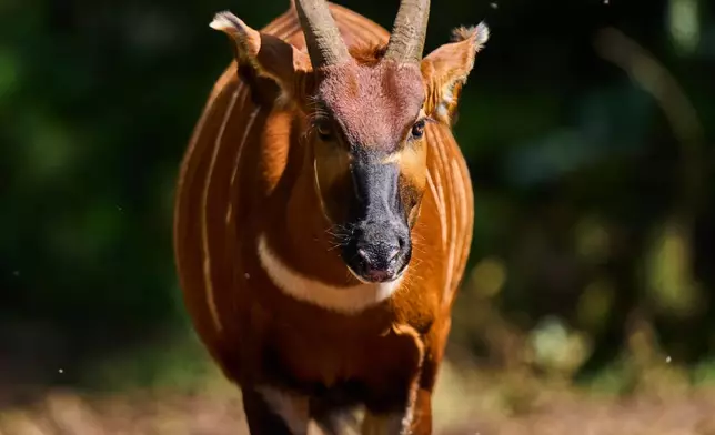 A solitary critically endangered mountain bongo emerges from the forested landscape of Mount Kenya, Africa's second-highest mountain, in Nanyuki, Laikipia County, Kenya, Friday, May 8, 2026. (AP Photo/Brian Inganga)