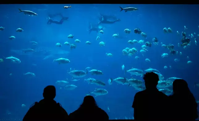FILE - Georgia Aquarium visitors watch as participants in the Wounded Warrior Project swim in the background, May 6, 2026, in Atlanta. (AP Photo/Brynn Anderson, File)
