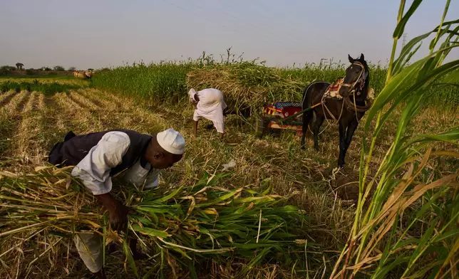Farmers harvest and gather green crops in a field in Omdurman, on the outskirts of Khartoum, Sunday, April 26, 2026. (AP Photo/Bernat Armangue)