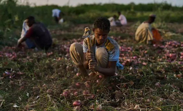 Farmers dig up onions using hand tools in a field in Omdurman, Sudan, Saturday, April 25, 2026. (AP Photo/Bernat Armangue)