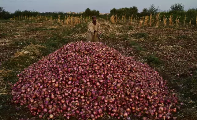 A farmer sorts harvested onions beside a pile in a field in Omdurman, Sudan, Saturday, April 25, 2026. (AP Photo/Bernat Armangue)