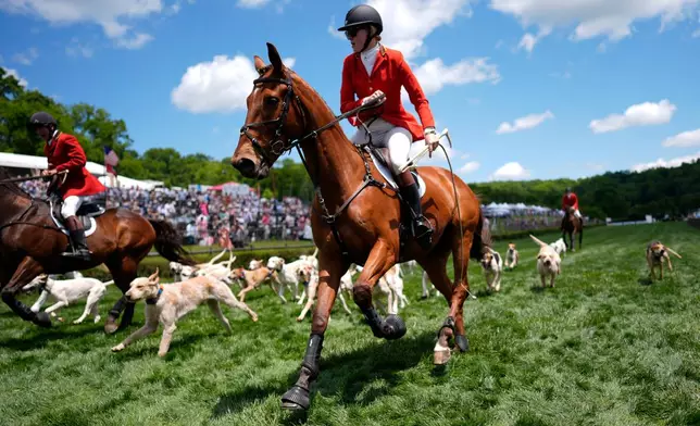 Genevieve Kennan leads the hounds during the Parade of Mells Foxhounds at the Iroquois Steeplechase, Saturday, May 9, 2026, in Nashville, Tenn. (AP Photo/George Walker IV)