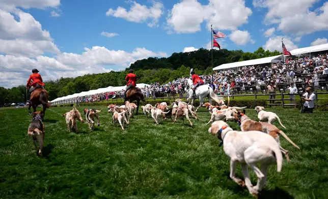 Hounds run past the grandstand during the Parade of Mells Foxhounds at the Iroquois Steeplechase in Nashville, Tenn., Saturday, May 9, 2026. (AP Photo/George Walker IV)