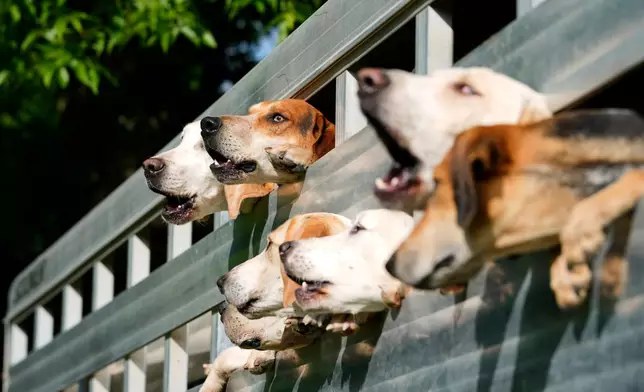 Foxhounds bark as they look out of their trailer at the Iroquois Steeplechase in Nashville, Tenn., Saturday, May 9, 2026. (AP Photo/George Walker IV)
