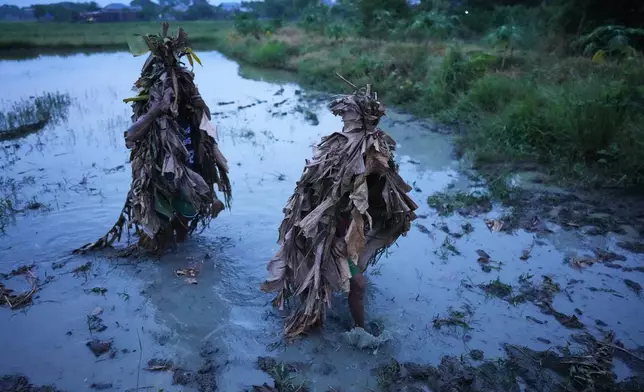 Catholic devotees cover themselves with mud and dried banana leaves in a rice field during the mud people festival on the feast day of Saint John the Baptist at Bibiclat, Nueva Ecija province, northern Philippines on Wednesday, June 24, 2026. (AP Photo/Aaron Favila)