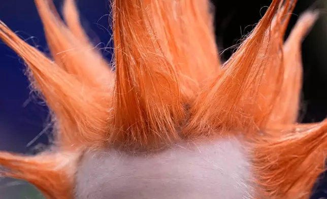 A Netherlands fan takes a drink on the stands while waiting for the World Cup Group F soccer match between the Netherlands and Sweden in Houston, Saturday, June 20, 2026. (AP Photo/Ashley Landis)