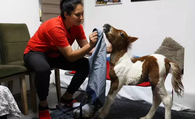 Owner Andjelka Josipovic wipes the snout of a pony named Mile after feeding him milk inside her apartment in Rovinj, Croatia, on June 13, 2026. (AP Photo)
