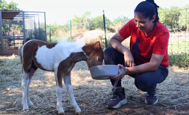 Owner Andjelka Josipovic feeds a pony named Mile at a ranch in Bale, Croatia, on June 13, 2026. (AP Photo)