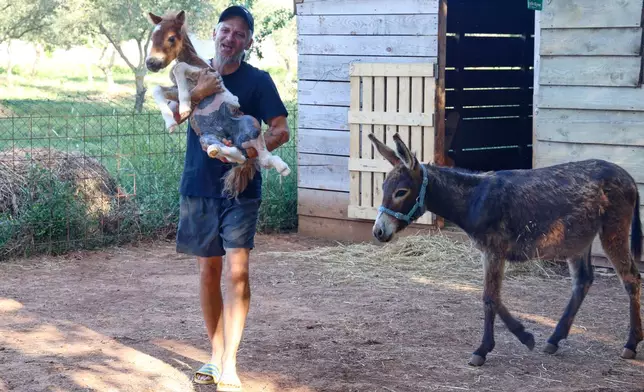 Kristijan Jelenic, ranch owner, carries a pony named Mile at the ranch in Bale, Croatia, on June 13, 2026. (AP Photo)