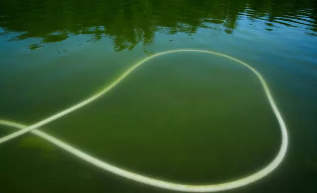 A tube is seen submerged in green water at the Lincoln Memorial Reflecting Pool, as it's cleaned of algae, Tuesday, June 16, 2026, in Washington. (AP Photo/Jacquelyn Martin)