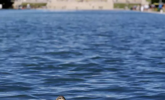 A duck swims across the Lincoln Memorial Reflecting Pool, Wednesday, June 24, 2026, in Washington. (AP Photo/Rahmat Gul)