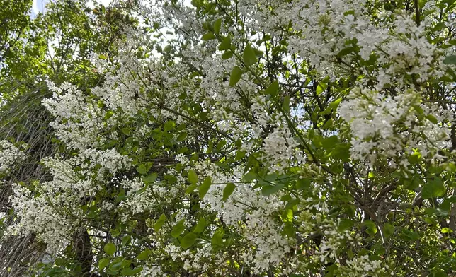 White lilacs, Photo by Bastille Post