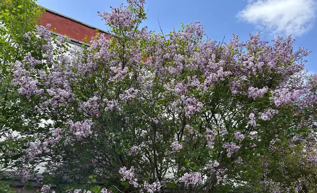 Purple lilacs, Photo by Bastille Post