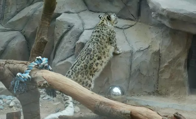 The snow leopard rescued by the park, Photo by Bastille Post