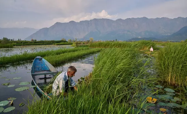 A Kashmiri man harvests grass from Dal Lake to sell as fodder for cattle in Srinagar, Indian controlled Kashmir, Monday, June 1, 2026. (AP Photo/Dar Yasin)