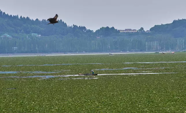 A Kashmiri boatman collects mire and aquatic weeds from Dal Lake to use as manure and to extend a floating gardens on the outskirts of Srinagar, Indian controlled Kashmir, Friday, May 15, 2026. (AP Photo/Dar Yasin)