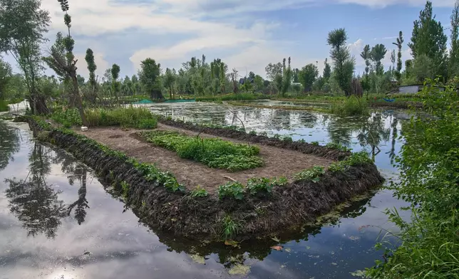 A floating vegetable garden is visible in the interior of Dal Lake on the outskirts of Srinagar, Indian controlled Kashmir, Friday, May 15, 2026.(AP Photo/Dar Yasin)