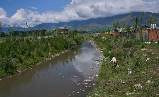 A stray cow grazes beside a canal filled with trash near Wular Lake in Bandipora, northeast of Srinagar, Indian controlled Kashmir, Tuesday, May 5, 2026. (AP Photo/Dar Yasin)