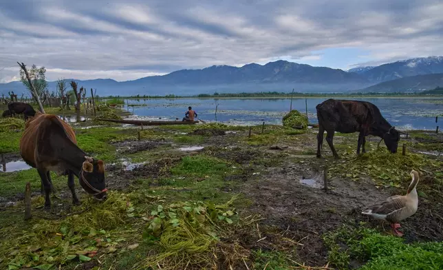 Cattle graze along the banks of Wular Lake as a Kashmiri villager rows a shikara, a traditional boat, in Bandipora, northeast of Srinagar, Indian controlled Kashmir, Tuesday, May 5, 2026. (AP Photo/Dar Yasin)