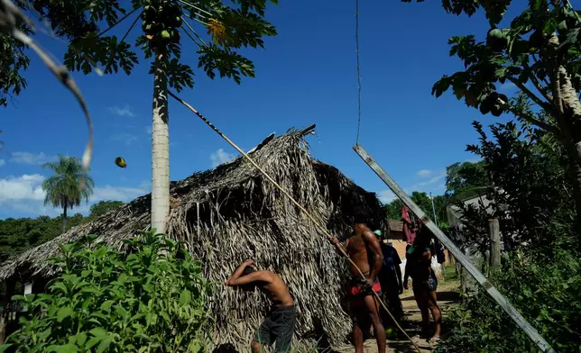 Javae Indigenous youths collect papayas from a tree at the Txuiri village on Bananal Island in Formoso do Araguaia, Tocantins state, Brazil, Thursday, May 21, 2026. (AP Photo/Andre Penner)