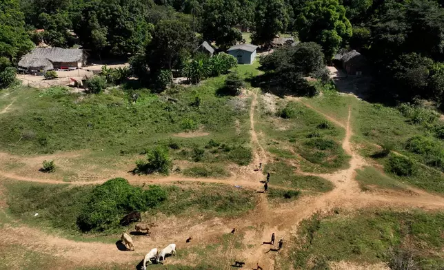 Horses graze in the Txuiri village of the Javae Indigenous group on Bananal Island in Formoso do Araguaia, Tocantins state, Brazil, Thursday, May 21, 2026. (AP Photo/Andre Penner)
