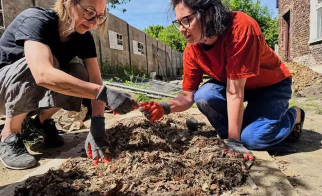 Katarzyna Lenarczyk, left, and Karolina Jakowenko, right search through rubble and dust from the attic of the "Bedzin Ghetto Fighters Memorial" house in Bedzin, Poland, on May 29, 2026. (AP Photo/Rafal Niedzielski)