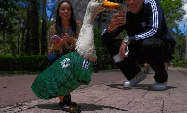 People take pictures of a duck named Merlin, dressed in a Mexico national soccer team jersey, at a park in Mexico City, Monday, June 15, 2026, during the World Cup. (AP Photo/Marco Ugarte)