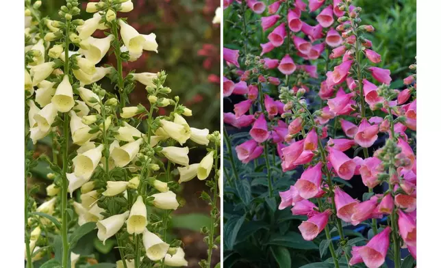 This combination of photos show Digitalis Arctic Fox plants in lemon cream, left, and rose. (Ball Horticultural Company via AP)