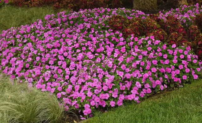 This image provided by Ball Horticultural Company shows Blue Pearl Beacon, a new Impatiens plant for 2026. (Ball Horticultural Company via AP)