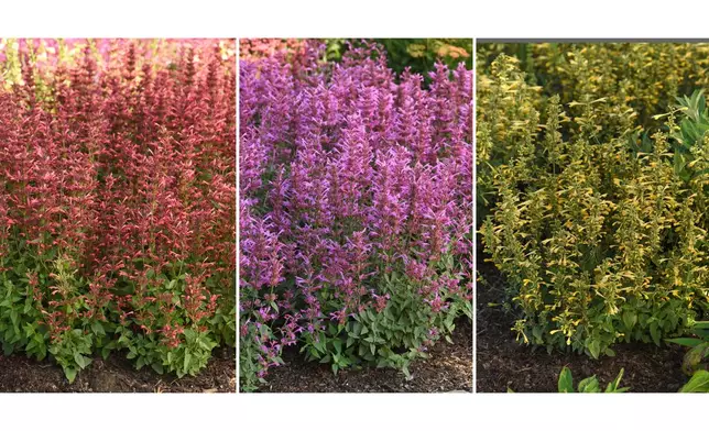 This combination of images show Mexicana Summerlong Agastache in coral, from left, lilac, and lemon. (Ball Horticultural Company via AP)