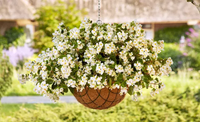 This image provided by Ball Horticultural Company shows a newly introduced Hula White begonia in a hanging basket. (Ball Horticultural Company via AP)