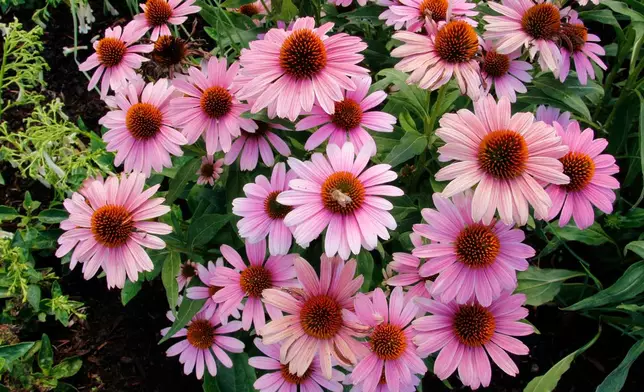 This image provided by Terra Nova Nurseries shows Echinacea French Tips, a new introduction for 2026. (Terra Nova Nurseries Via AP)