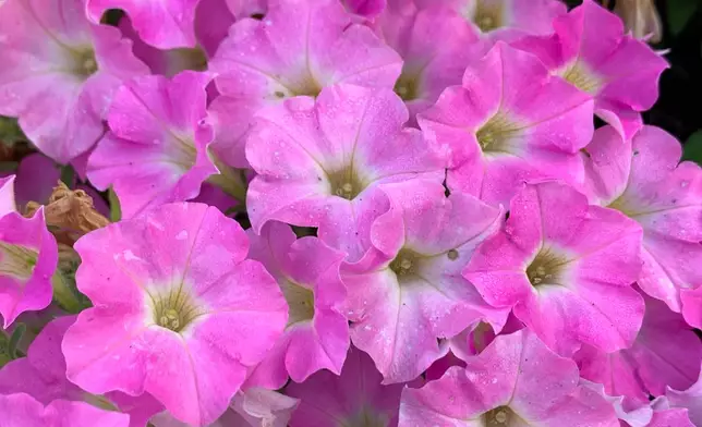 This image provided by Proven Winners shows Supertunia Mini Vista® Pink Cloud®, a new petunia variety for 2026. (Proven Winners via AP)