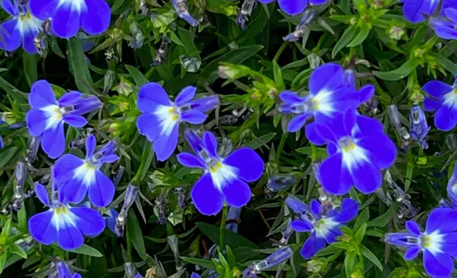 This image provided by Proven Winners shows Laguna® Royale Blue Pearl Lobelia, a new annual for 2026. (Proven Winners via AP)