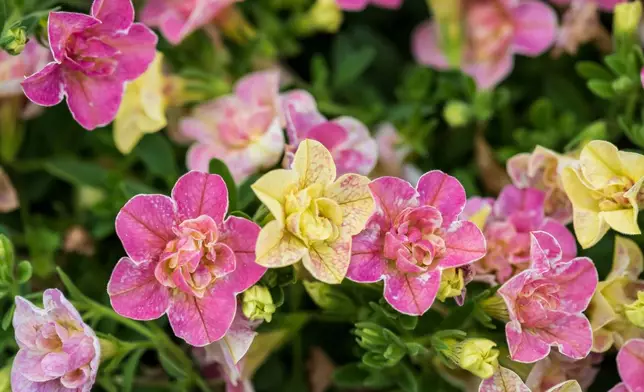 This image provided by Proven Winners shows Superbells Magic® Double Grapefruit Calibrachoa, a new annual for 2026, in full bloom. (Proven Winners via AP)