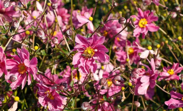 This image provided by Terra Nova Nurseries shows Anemone HARLEQUIN Cameo, a new introduction for 2026. (Terra Nova Nurseries Via AP)