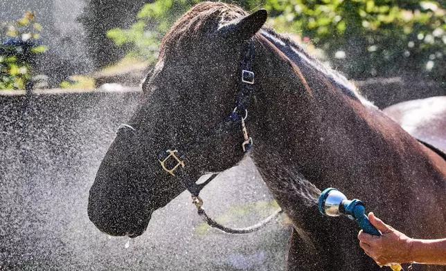 An Icelandic horse is sprayed with water a stud farm in Wehrheim near Frankfurt, Germany, on a hot Monday, June 22, 2026. (AP Photo/Michael Probst)