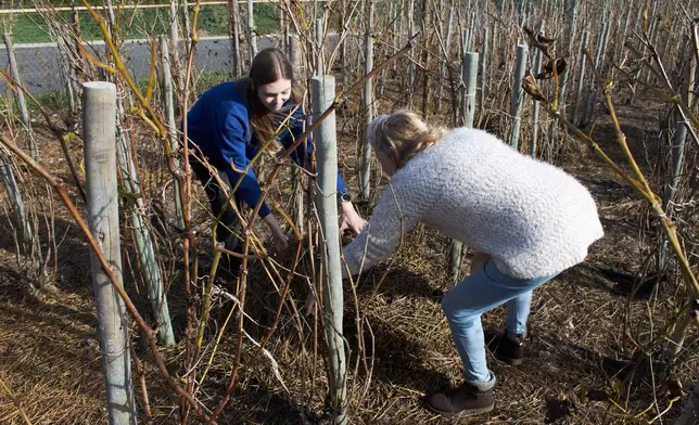 Natasha Jacka, left, and her mother, Sonia Jacka, work in their vineyard in Cape Town, South Africa, Thursday, June 4, 2026. (AP Photo/Neil Shaw)