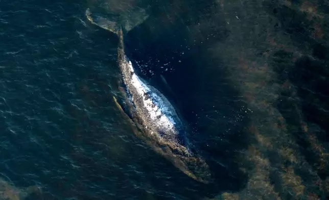FILE - The humpback whale lays in a washed-out tub off the island of Poel, Germany, April 22, 2026. (Philip Dulian/dpa via AP, File)