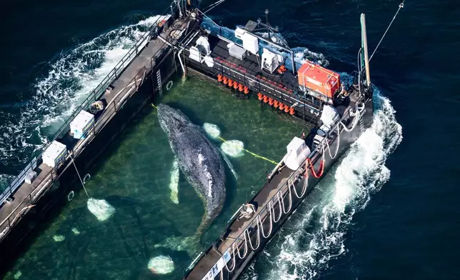 FILE - The humpback whale recovered from a shallow bay off Wismar is being transported towards the North Sea in a flooded cargo ship just before the Danish border in Fehmarn, Germany, April 29, 2026. (Philip Dulian/dpa via AP, File)