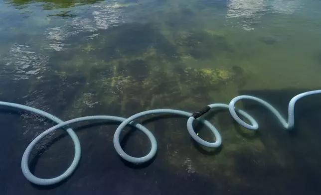A section of vacuum hose line is curled across the bottom of the Lincoln Memorial Reflecting Pool as National Park Service employees clean it, Saturday, June 20, 2026, in Washington. (AP Photo/Mark Schiefelbein)
