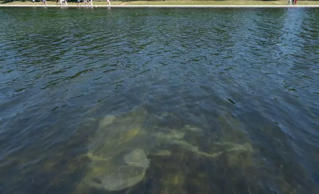 A peeling section of blue coating is seen in the Lincoln Memorial Reflecting Pool, Saturday, June 20, 2026, in Washington. (AP Photo/Mark Schiefelbein)