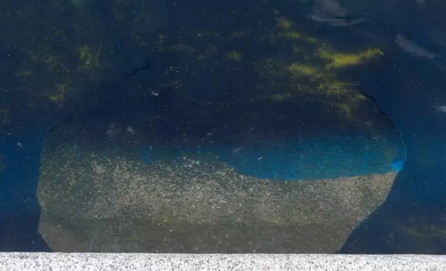 A missing section of blue coating is seen at the edge of the Lincoln Memorial Reflecting Pool, Friday, June 19, 2026, in Washington. (AP Photo/Mark Schiefelbein)