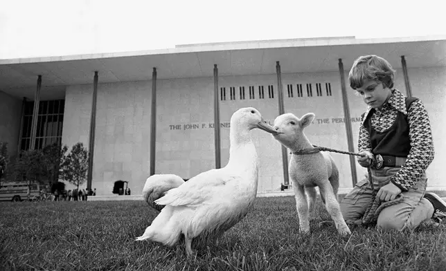 FILE - Cuddles, a white duck living at the John F. Kennedy Memorial Center for the Performing Arts in Washington, plays with a lamb named Rosemary and actor Shane Nickerson, 8, on the center's grounds, Oct. 5, 1972. (AP Photo/Charles Tasnadi, file)