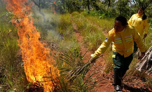 Xerente Indigenous people, part of a fire brigade formed by women, ignite fires as part of a controlled burn with dry palm leaves during a fire prevention operation along Brazil's environmental protection agency, IBAMA, at the Xerente territory, near Tocantinia, Tocantins state, Brazil, Tuesday, May 19, 2026. (AP Photo/Andre Penner)