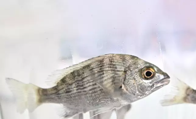 Fish restocking exercise on National Fish Releasing Day 2026 held  Source: HKSAR Government Press Releases