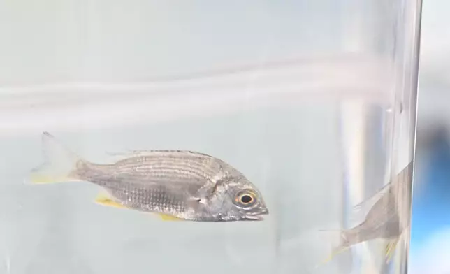 Fish restocking exercise on National Fish Releasing Day 2026 held  Source: HKSAR Government Press Releases