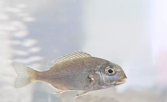 Fish restocking exercise on National Fish Releasing Day 2026 held  Source: HKSAR Government Press Releases