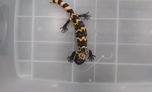 Hong Kong Customs seizes reptiles of suspected scheduled endangered species  Source: HKSAR Government Press Releases